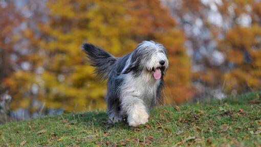 chien Bearded Collie, probablement un des ancêtres du Border Collie
