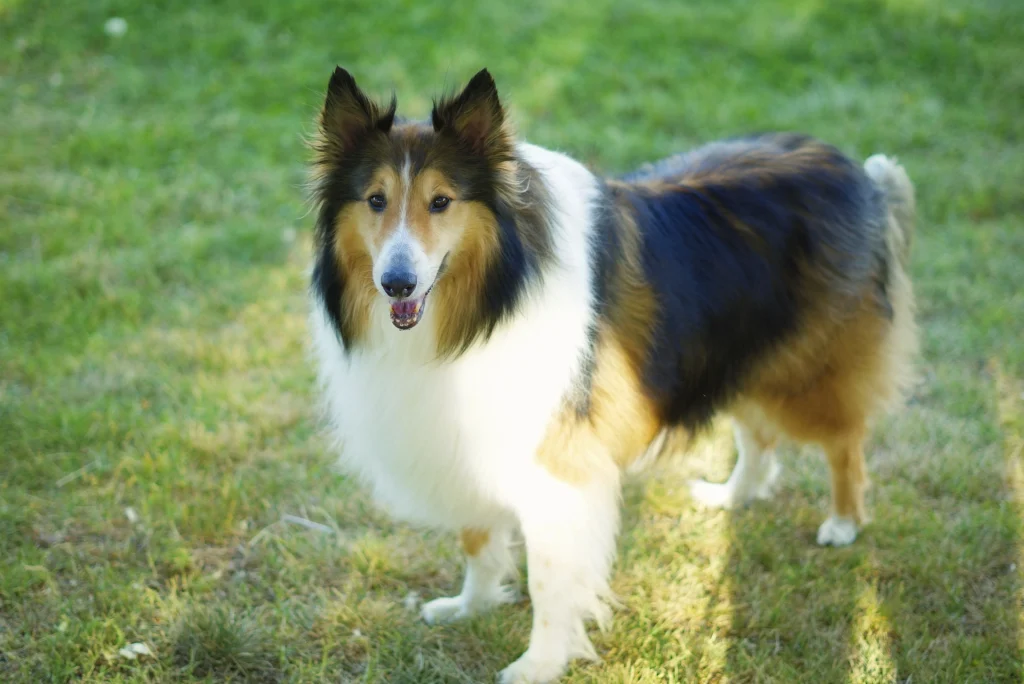 chien Rough Collie, probablement un des ancêtres du Border Collie
