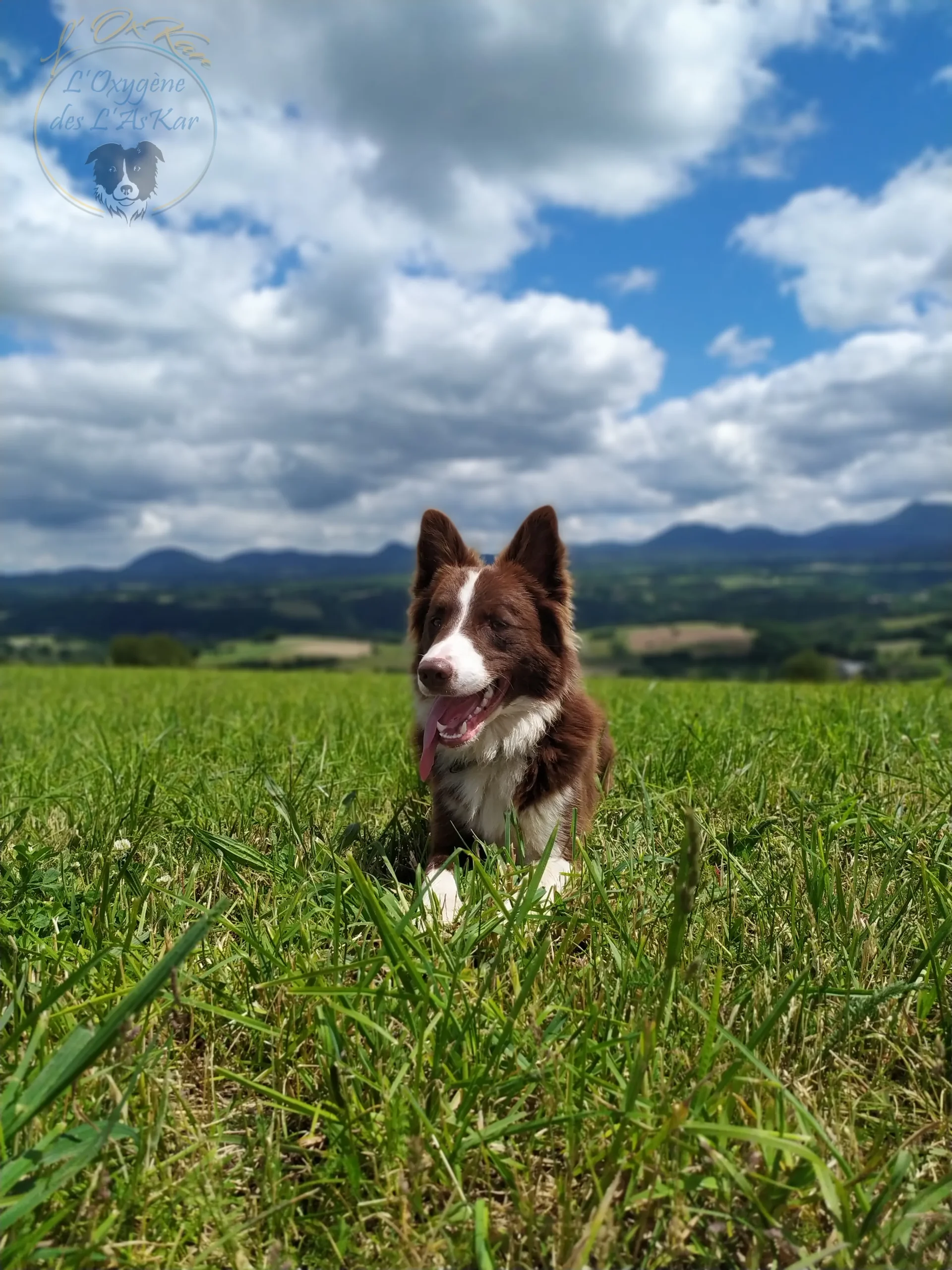 Chien Border Collie en balade avec L'OxKar - L'Oxygène des L'AsKar