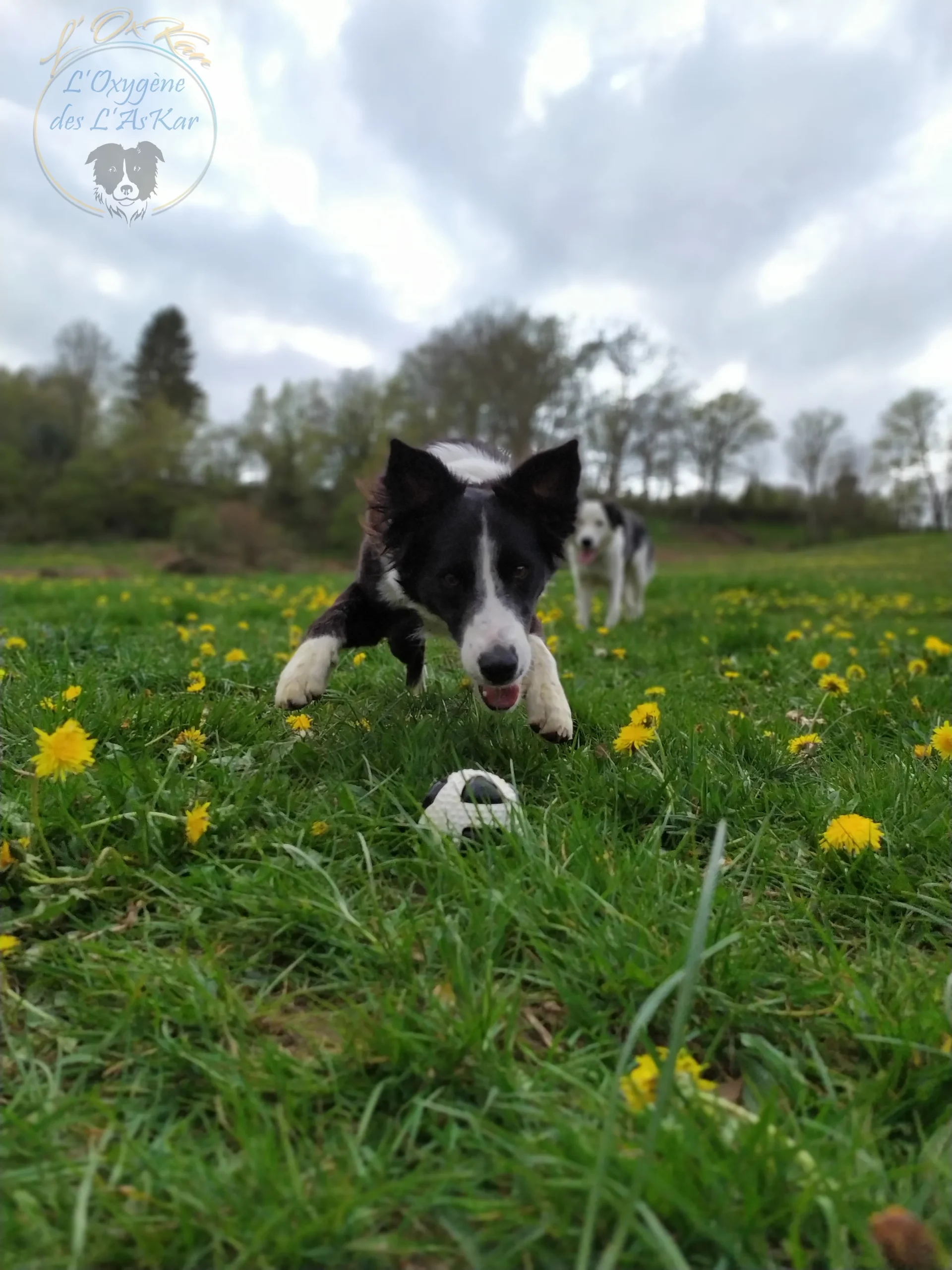 jeu_activite_pension_canine