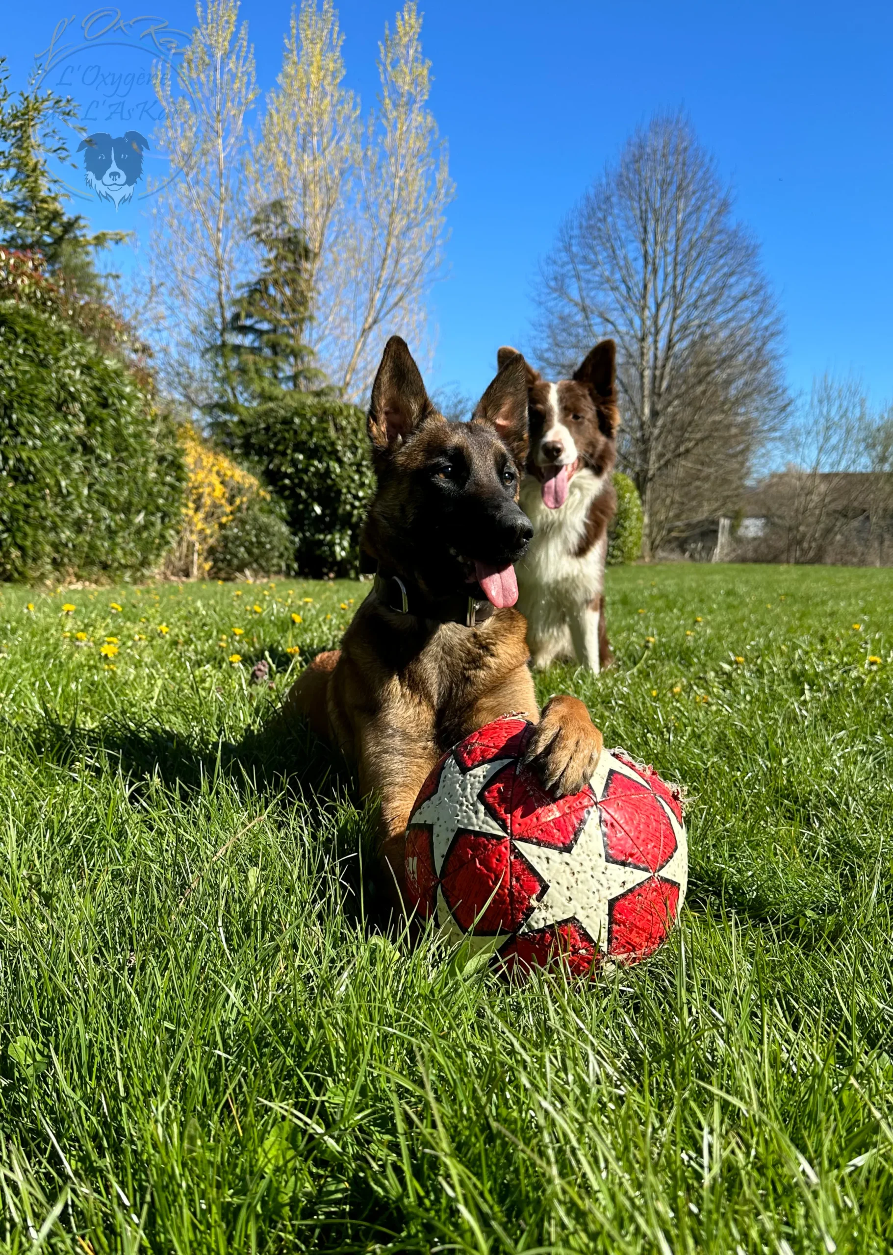 malinois_jeux_loxkar (2)