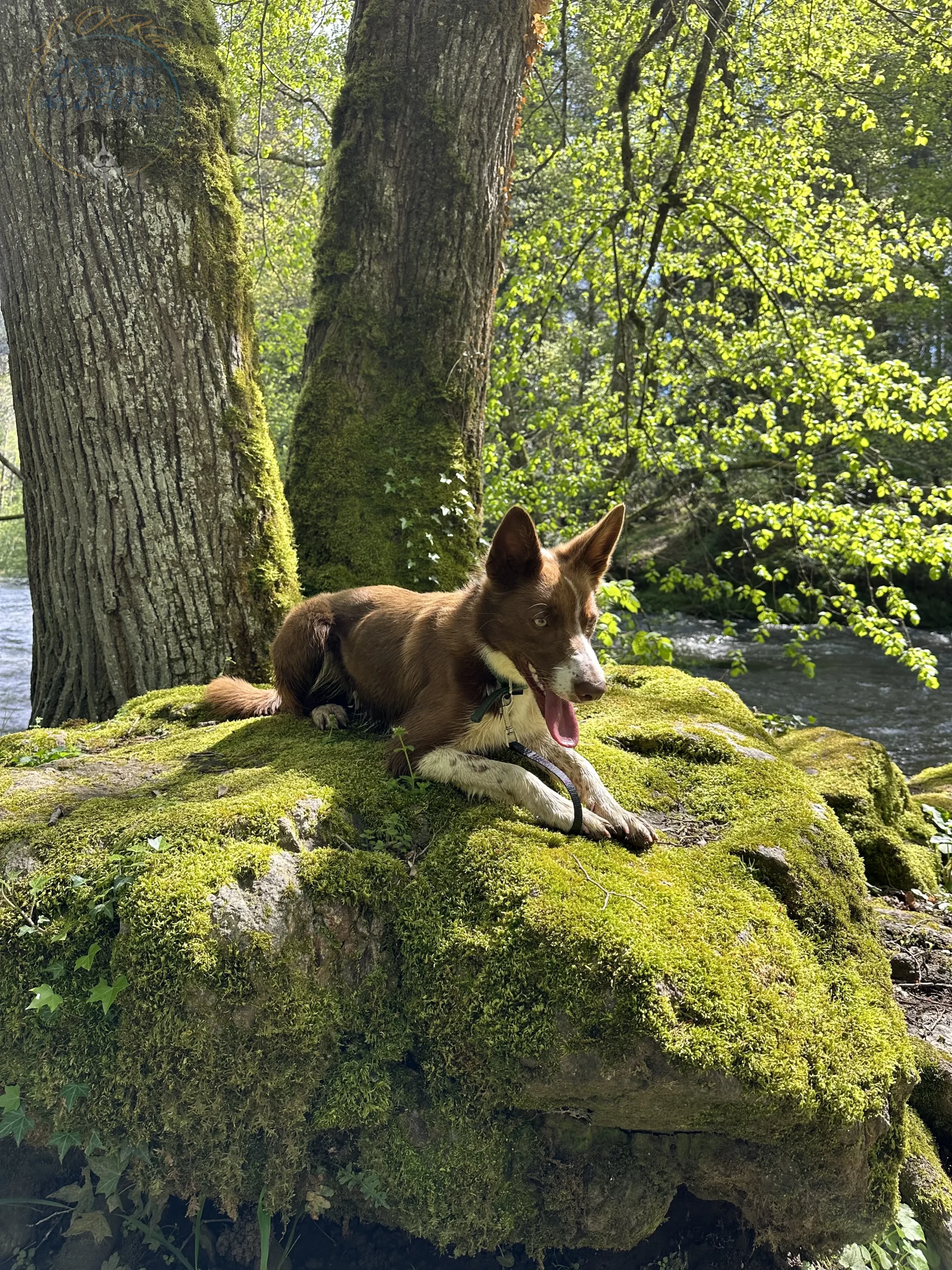 border collie rouge, poil court, oreilles droites couché sur un rocher en bord de Sioule dans le Puy de Dôme