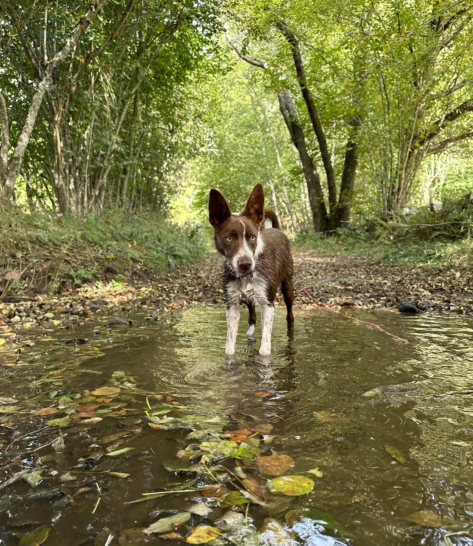 border collie rouge, poils court, oreilles droites, les pattes dans un ruisseau à proximité de L'OxKar, pension canine et élevage de Border Collie à Cisternes la Forêt dans le Puy de Dôme