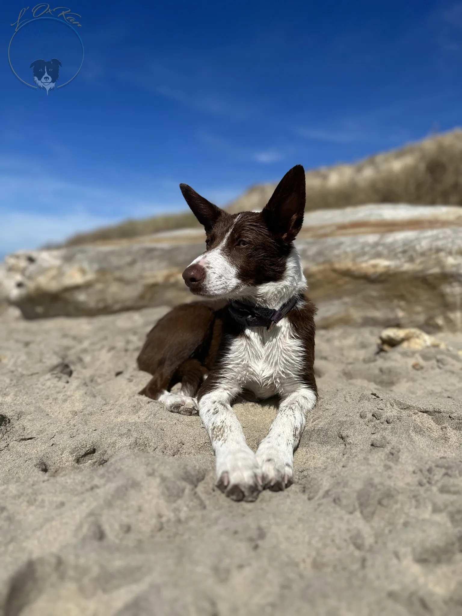 border collie rouge, poils court, oreilles droites, posant sur une plage dans le Médoc