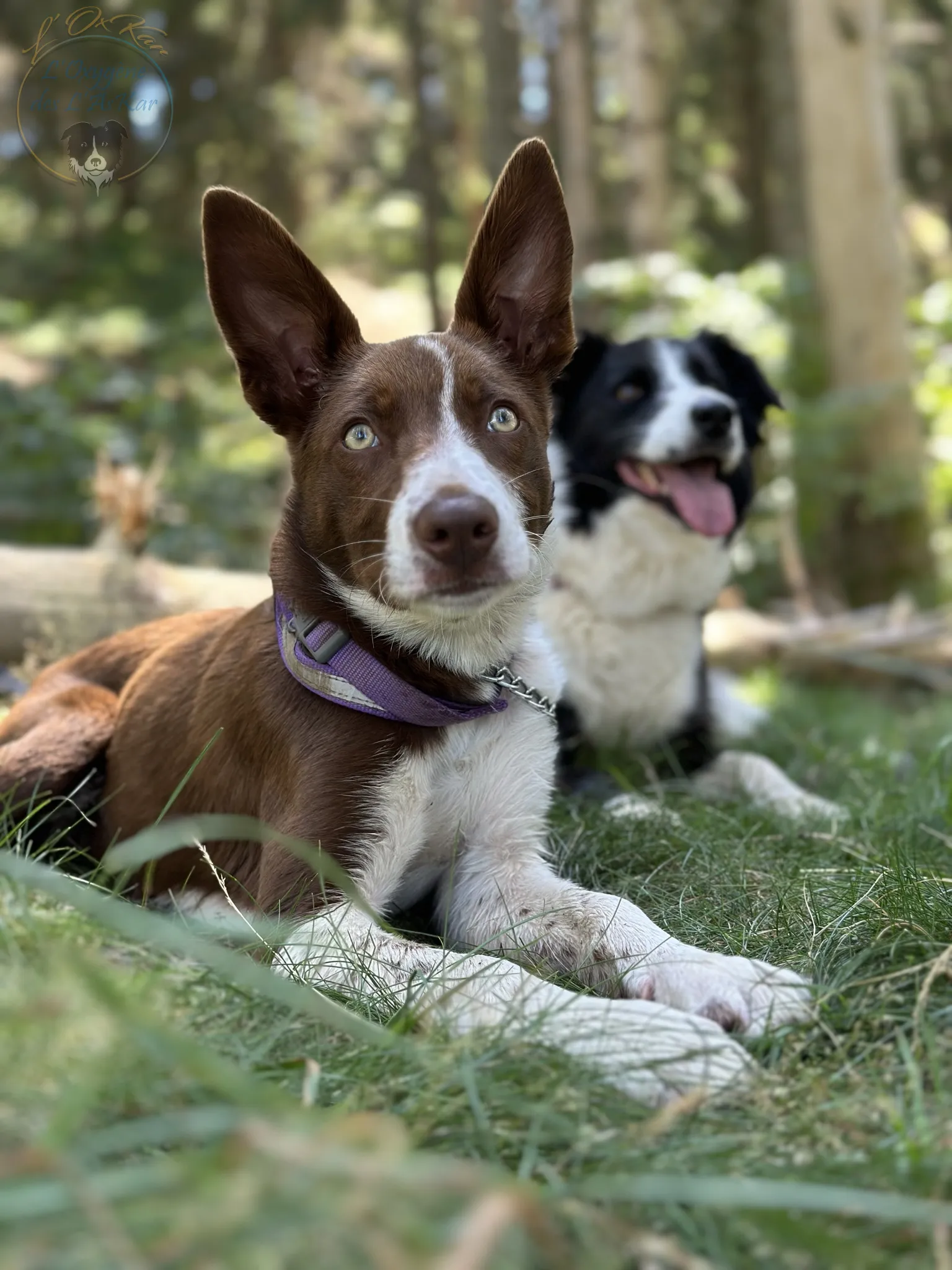 jeune border collie rouge, poils court, oreilles droites
