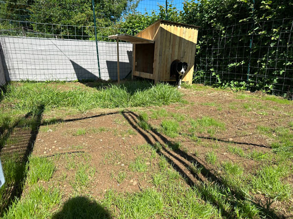 Ox_cabane_taille_moyenne_medium