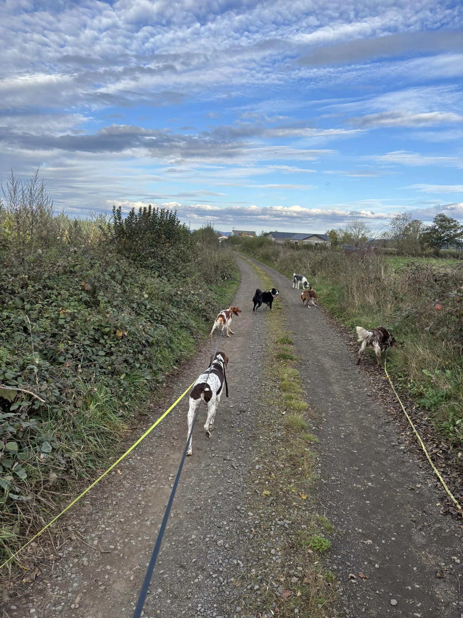balade canine aux alentours de L'OxKar - L'Oxygène des L'AsKar à Cisternes-la-Forêt dans le Puy-de-Dôme