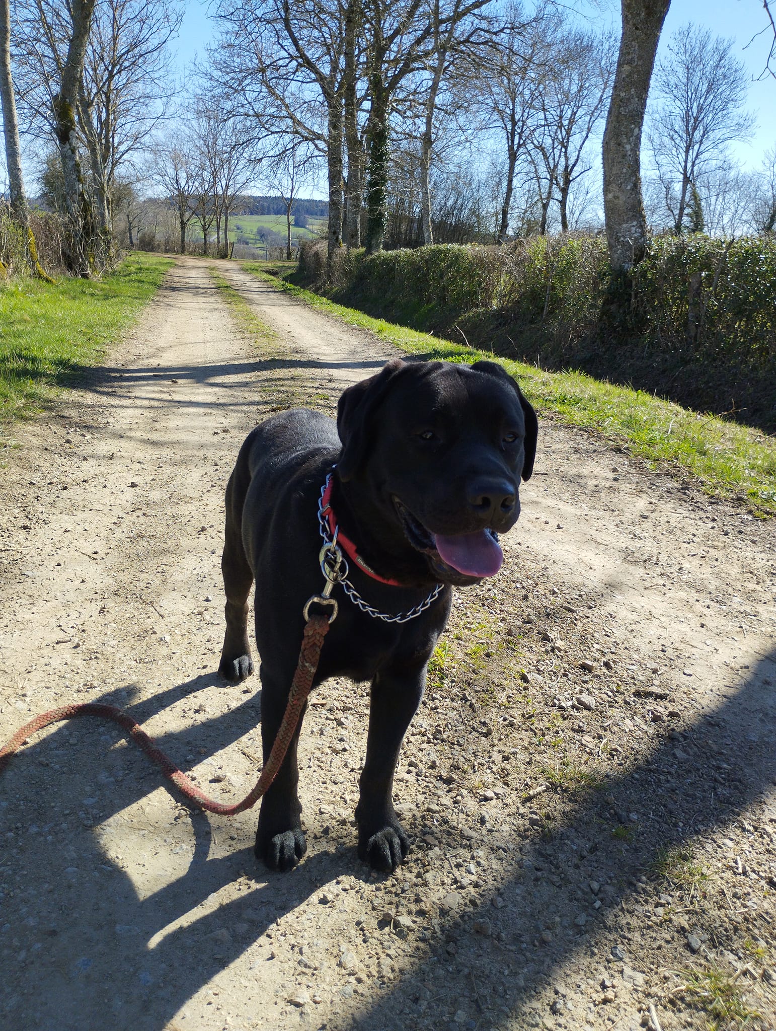 balade canine aux alentours de L'OxKar - L'Oxygène des L'AsKar à Cisternes-la-Forêt dans le Puy-de-Dôme