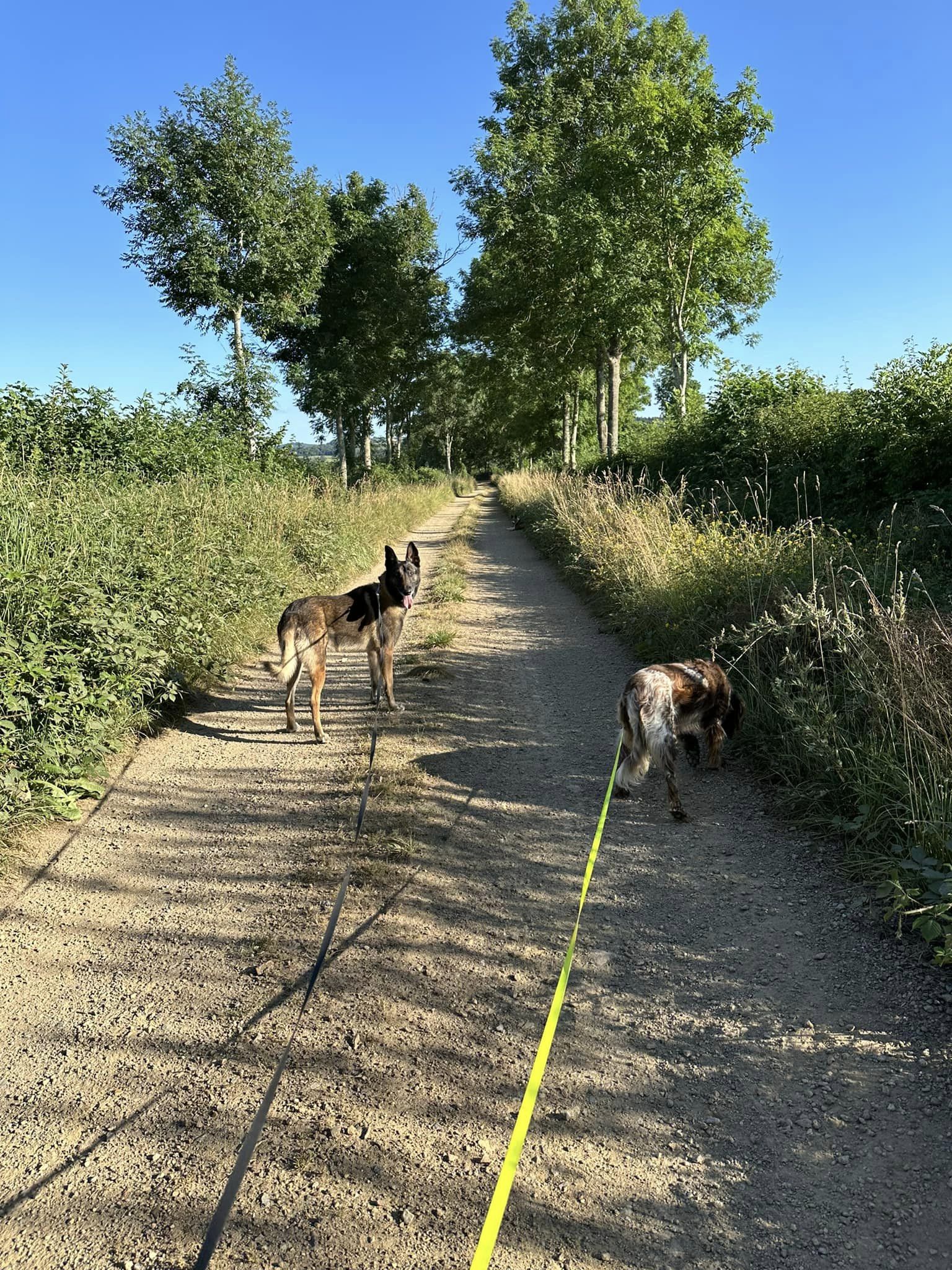 balade canine aux alentours de L'OxKar - L'Oxygène des L'AsKar à Cisternes-la-Forêt dans le Puy-de-Dôme