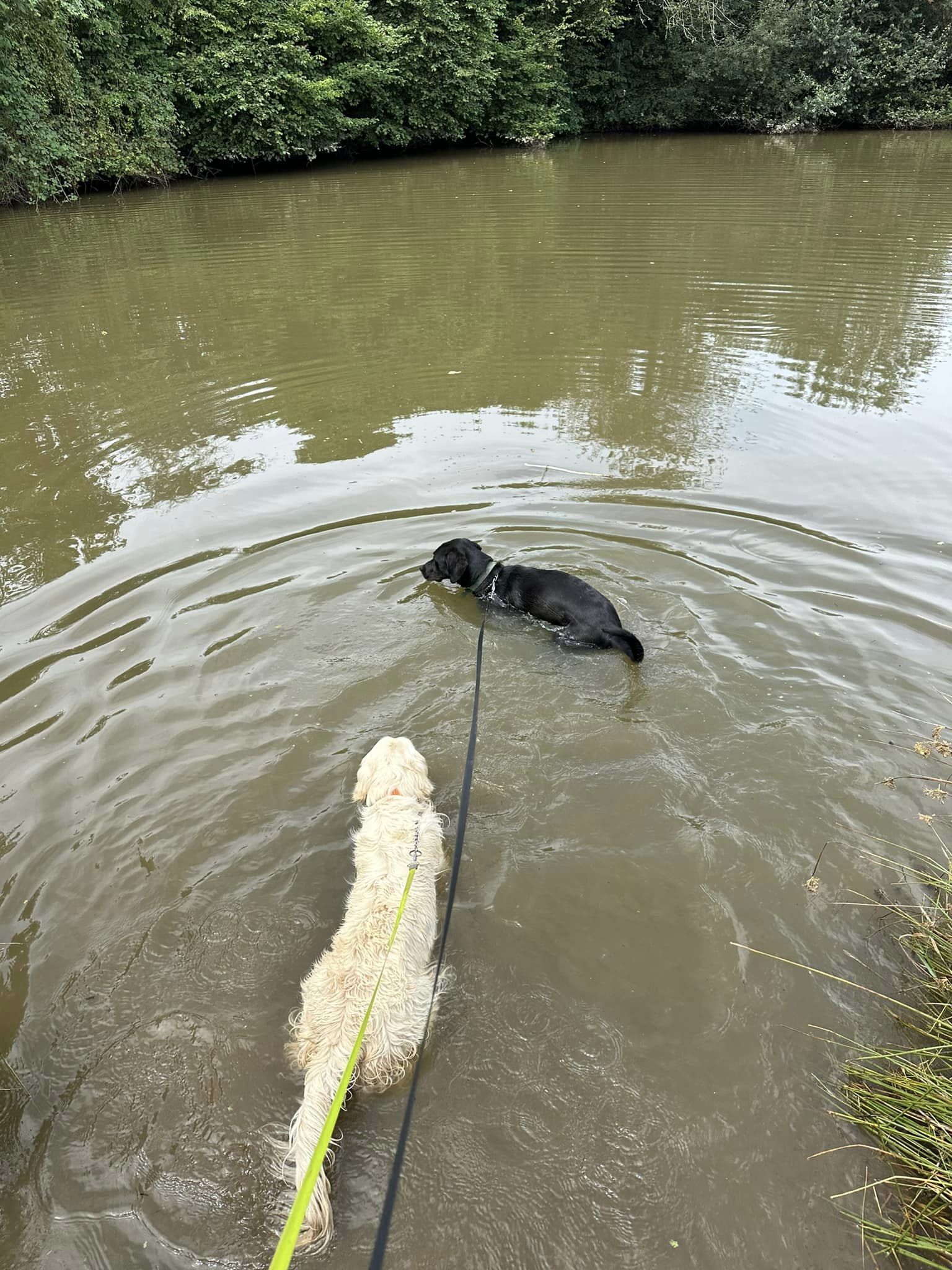 balade canine aux alentours de L'OxKar - L'Oxygène des L'AsKar à Cisternes-la-Forêt dans le Puy-de-Dôme