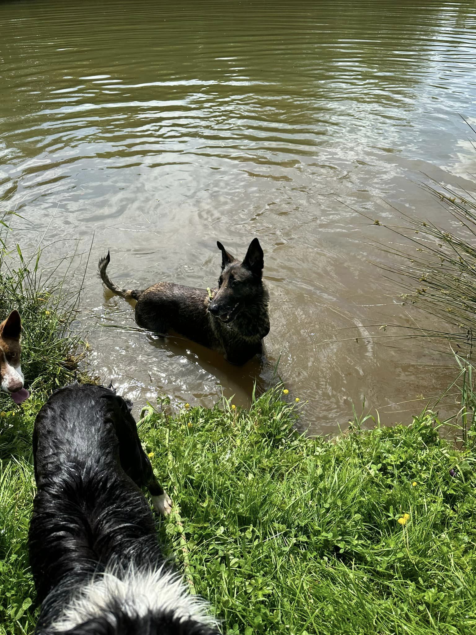 balade canine aux alentours de L'OxKar - L'Oxygène des L'AsKar à Cisternes-la-Forêt dans le Puy-de-Dôme