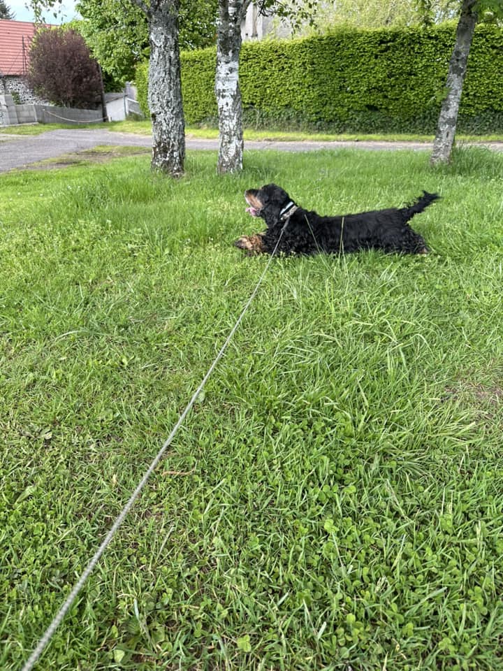 balade canine aux alentours de L'OxKar - L'Oxygène des L'AsKar à Cisternes-la-Forêt dans le Puy-de-Dôme