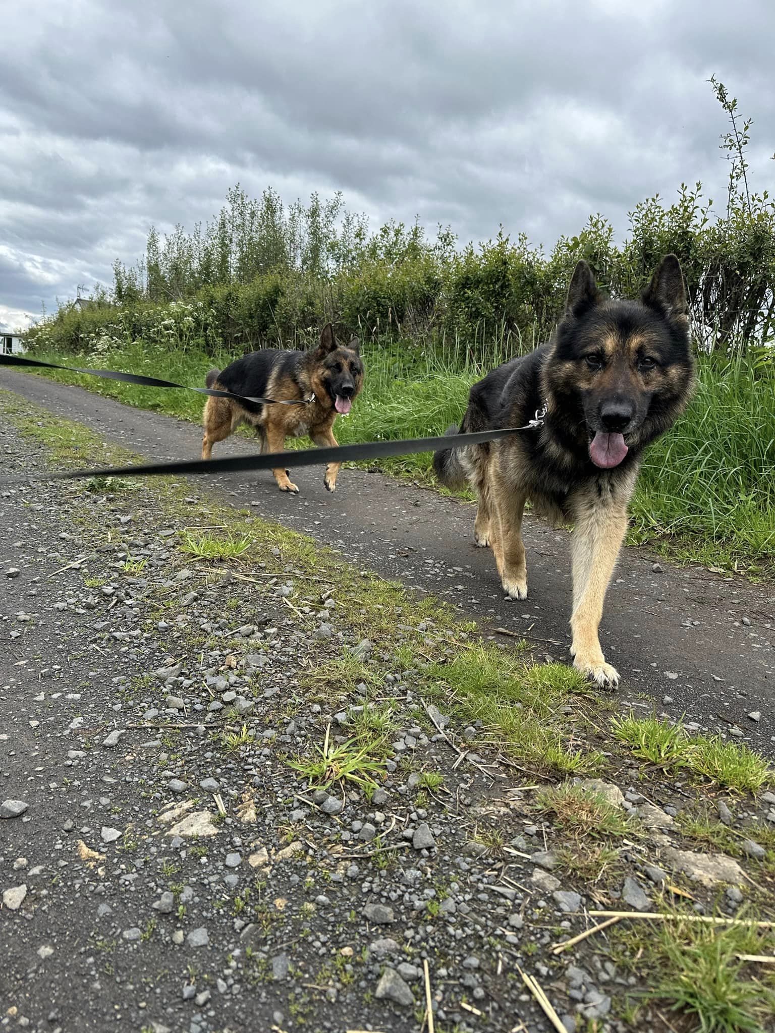 balade canine aux alentours de L'OxKar - L'Oxygène des L'AsKar à Cisternes-la-Forêt dans le Puy-de-Dôme
