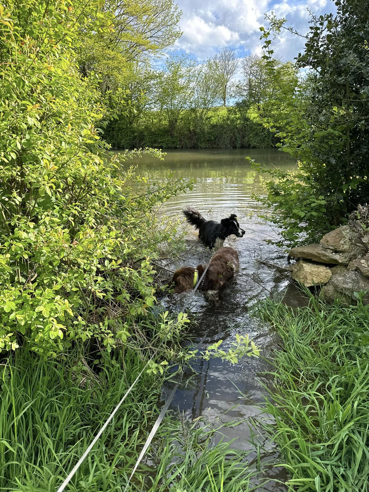 balade canine aux alentours de L'OxKar - L'Oxygène des L'AsKar à Cisternes-la-Forêt dans le Puy-de-Dôme