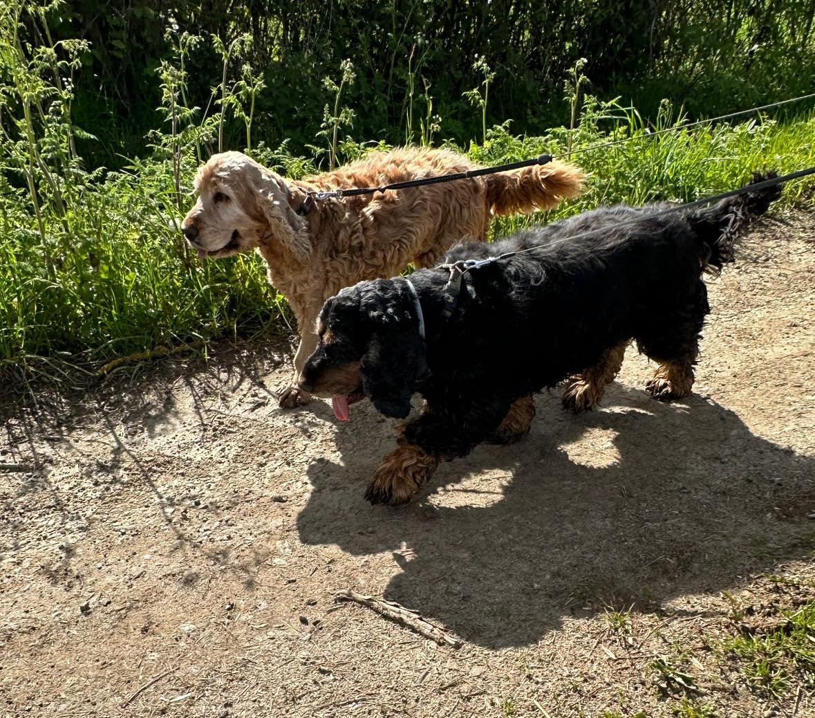 balade canine aux alentours de L'OxKar - L'Oxygène des L'AsKar à Cisternes-la-Forêt dans le Puy-de-Dôme