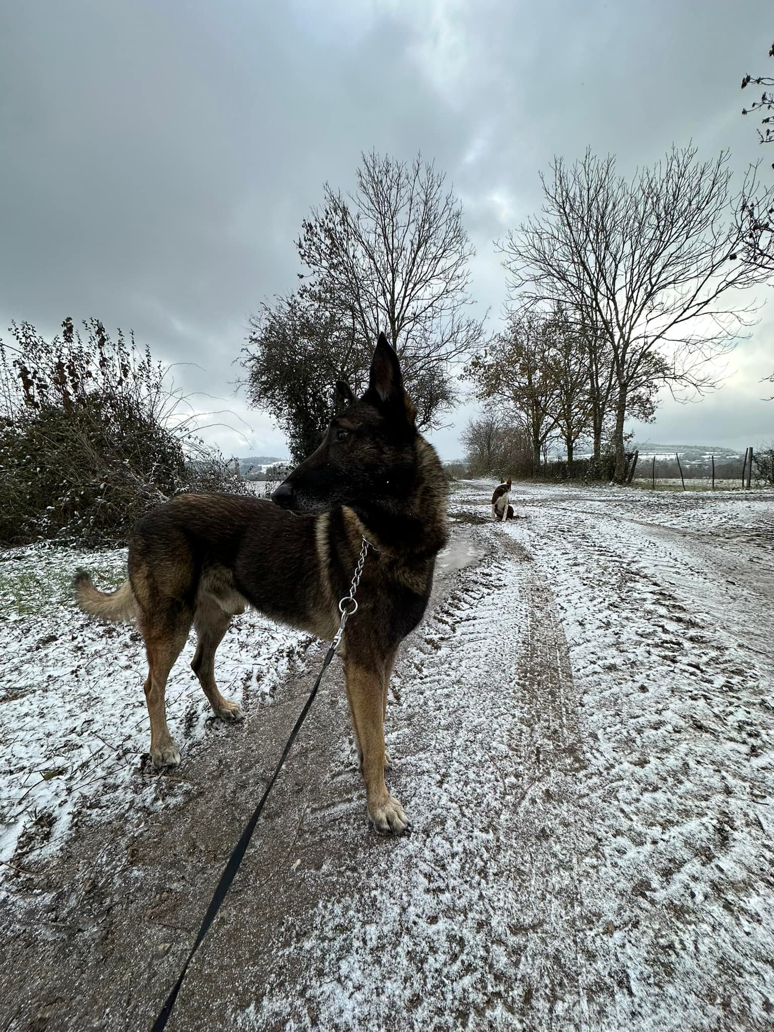 balade canine aux alentours de L'OxKar - L'Oxygène des L'AsKar à Cisternes-la-Forêt dans le Puy-de-Dôme