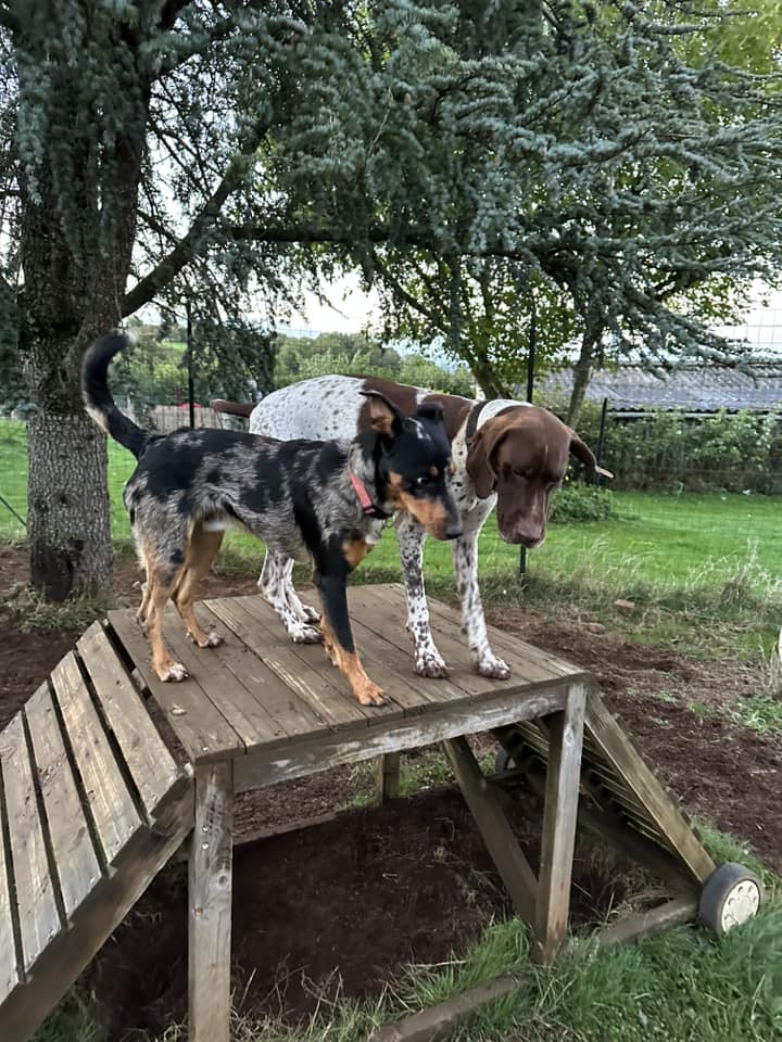 moment de jeux dans le parc de détente à L'OxKar - L'Oxygène des L'AsKar, pension canine à Cisternes-la-Forêt dans le Puy-de-Dôme.
