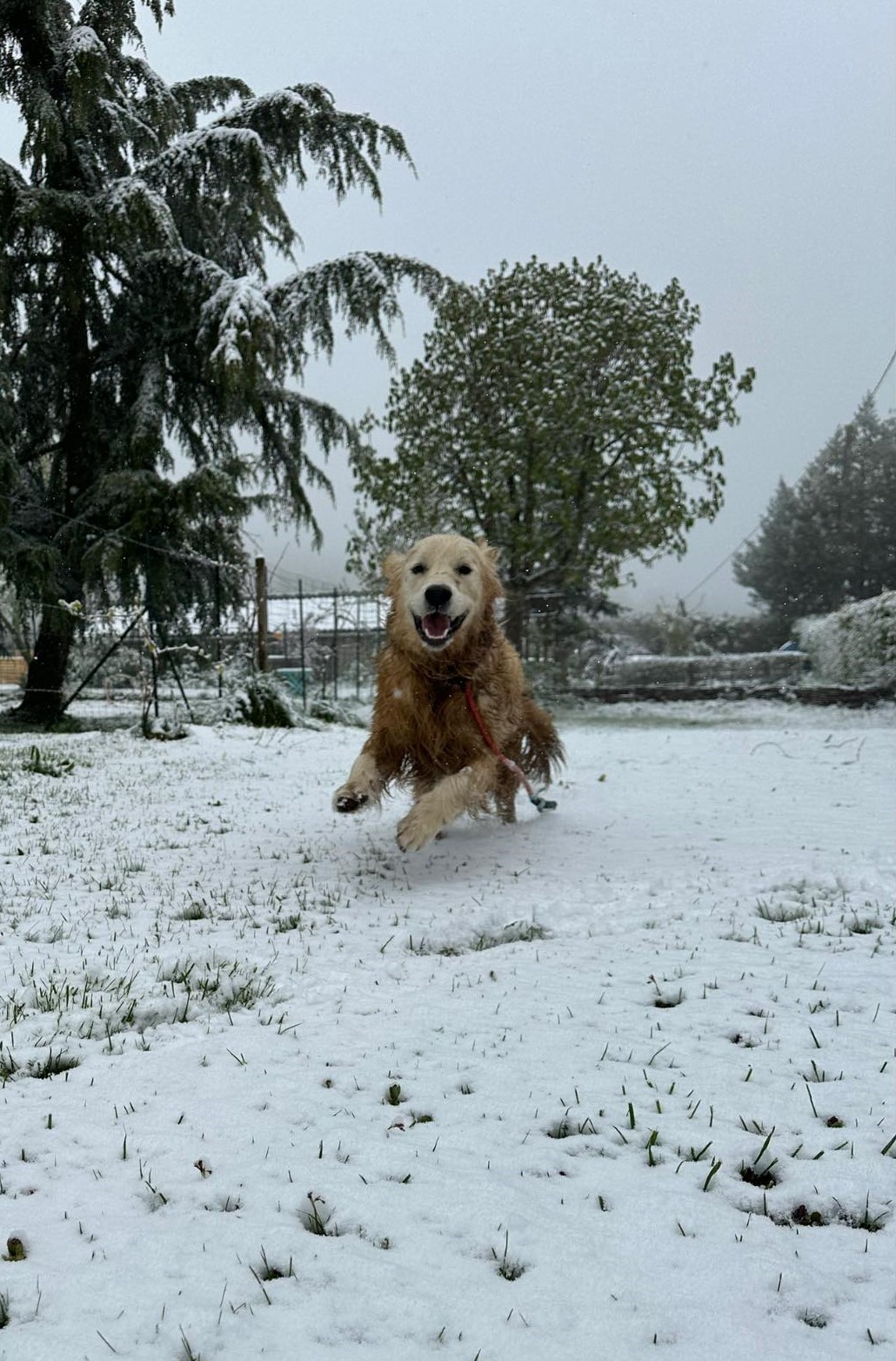 moment de jeux dans le parc de détente à L'OxKar - L'Oxygène des L'AsKar, pension canine à Cisternes-la-Forêt dans le Puy-de-Dôme.