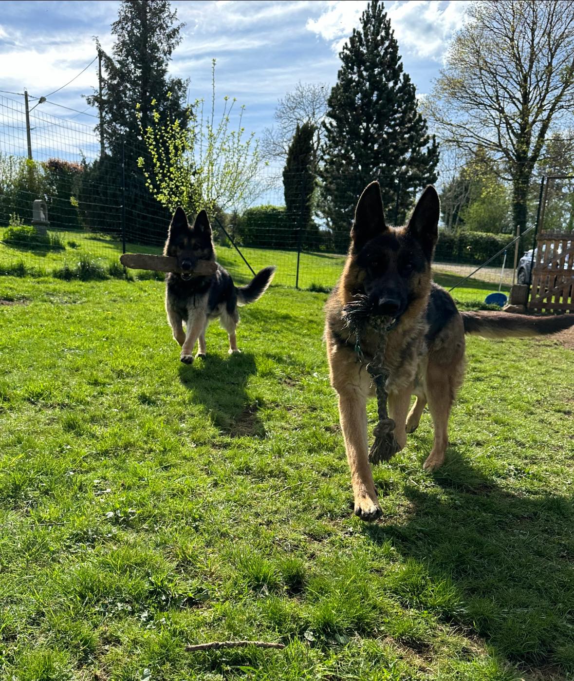 moment de jeux dans le parc de détente à L'OxKar - L'Oxygène des L'AsKar, pension canine à Cisternes-la-Forêt dans le Puy-de-Dôme.