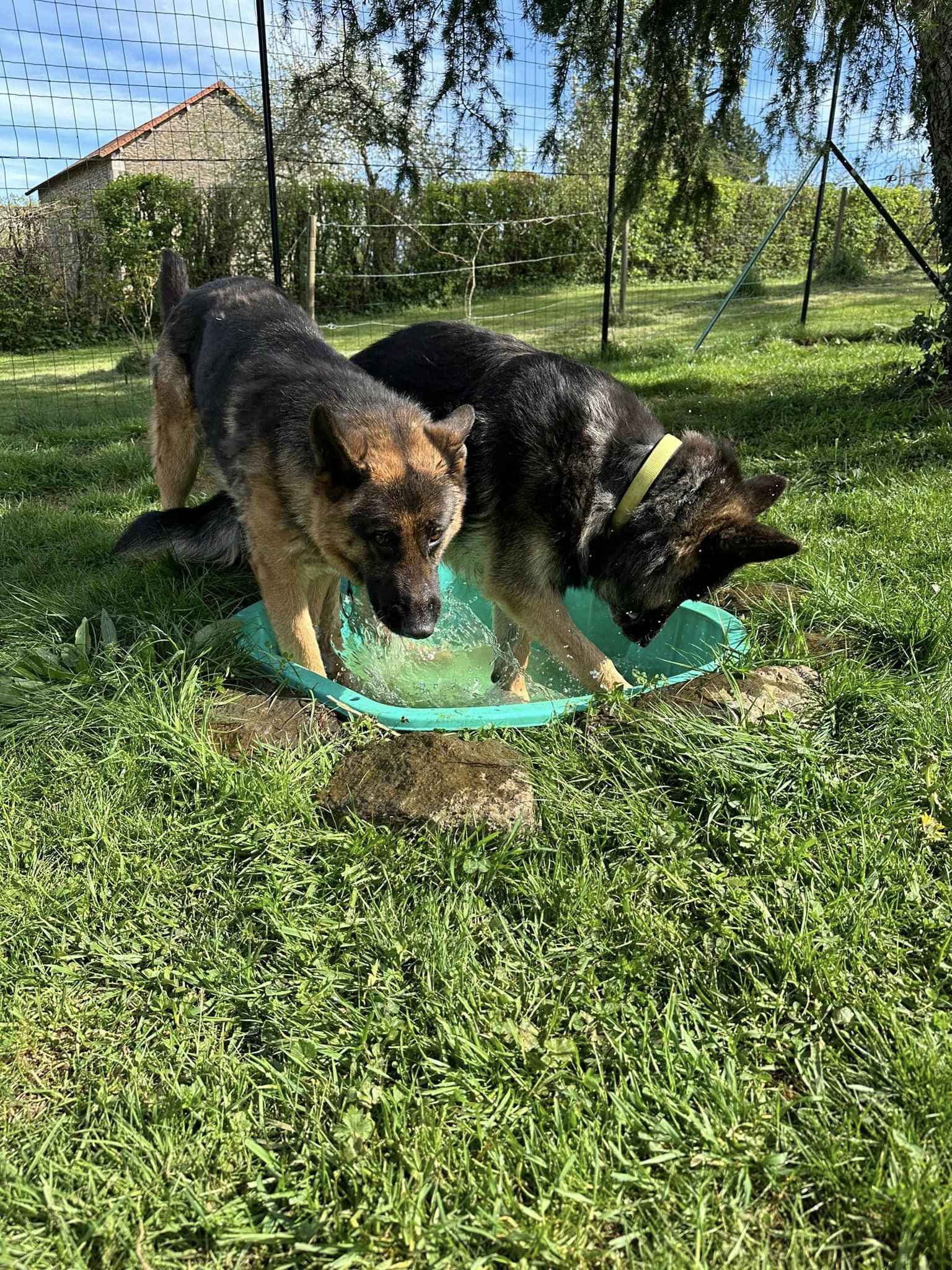 moment de jeux dans le parc de détente à L'OxKar - L'Oxygène des L'AsKar, pension canine à Cisternes-la-Forêt dans le Puy-de-Dôme.