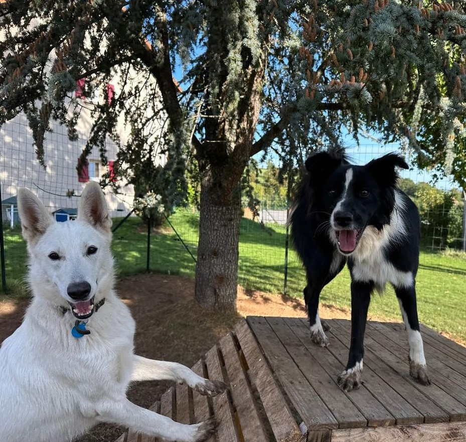 moment de jeux dans le parc de détente à L'OxKar - L'Oxygène des L'AsKar, pension canine à Cisternes-la-Forêt dans le Puy-de-Dôme.