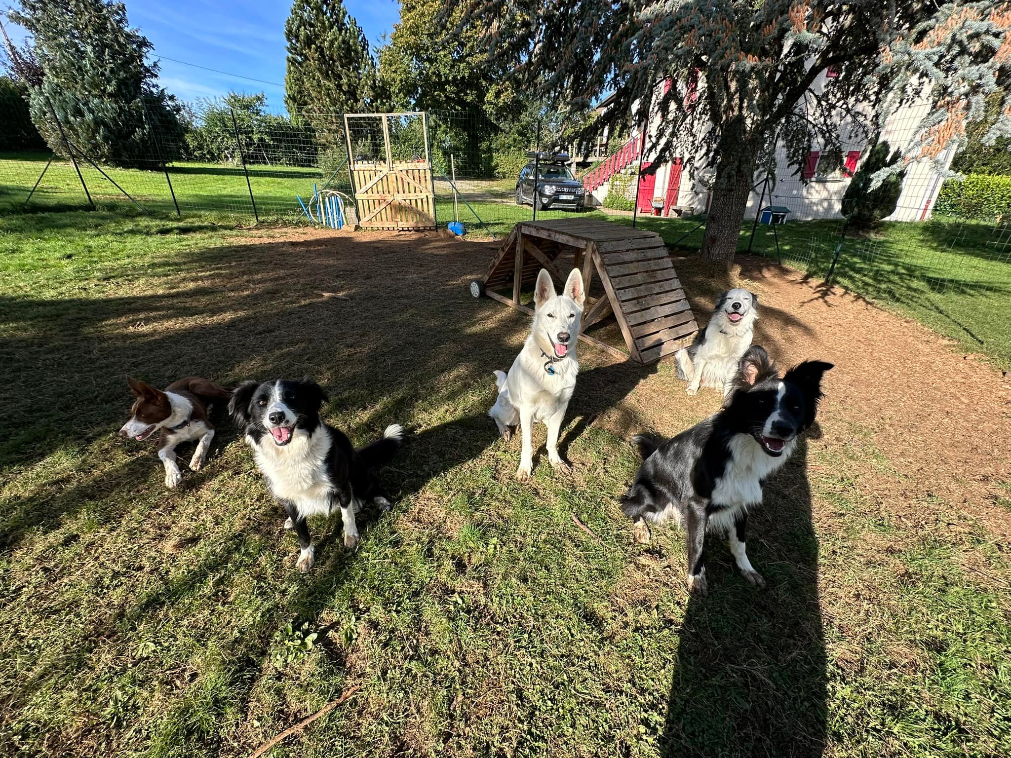 moment de jeux dans le parc de détente à L'OxKar - L'Oxygène des L'AsKar, pension canine à Cisternes-la-Forêt dans le Puy-de-Dôme.