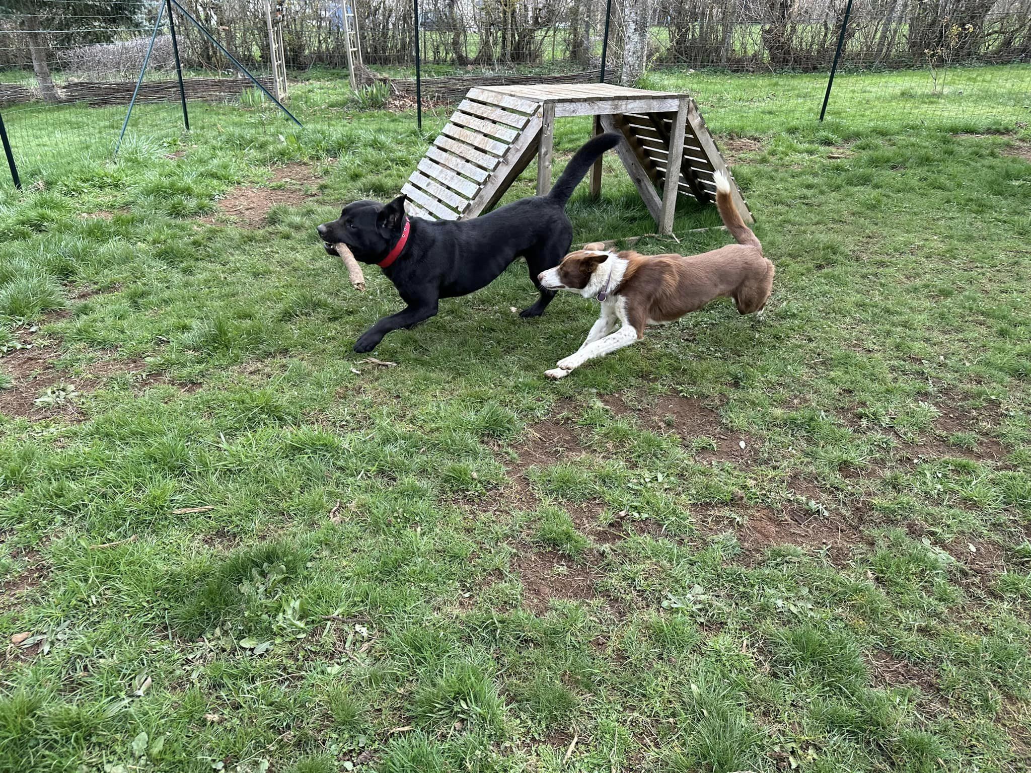 moment de jeux dans le parc de détente à L'OxKar - L'Oxygène des L'AsKar, pension canine à Cisternes-la-Forêt dans le Puy-de-Dôme.