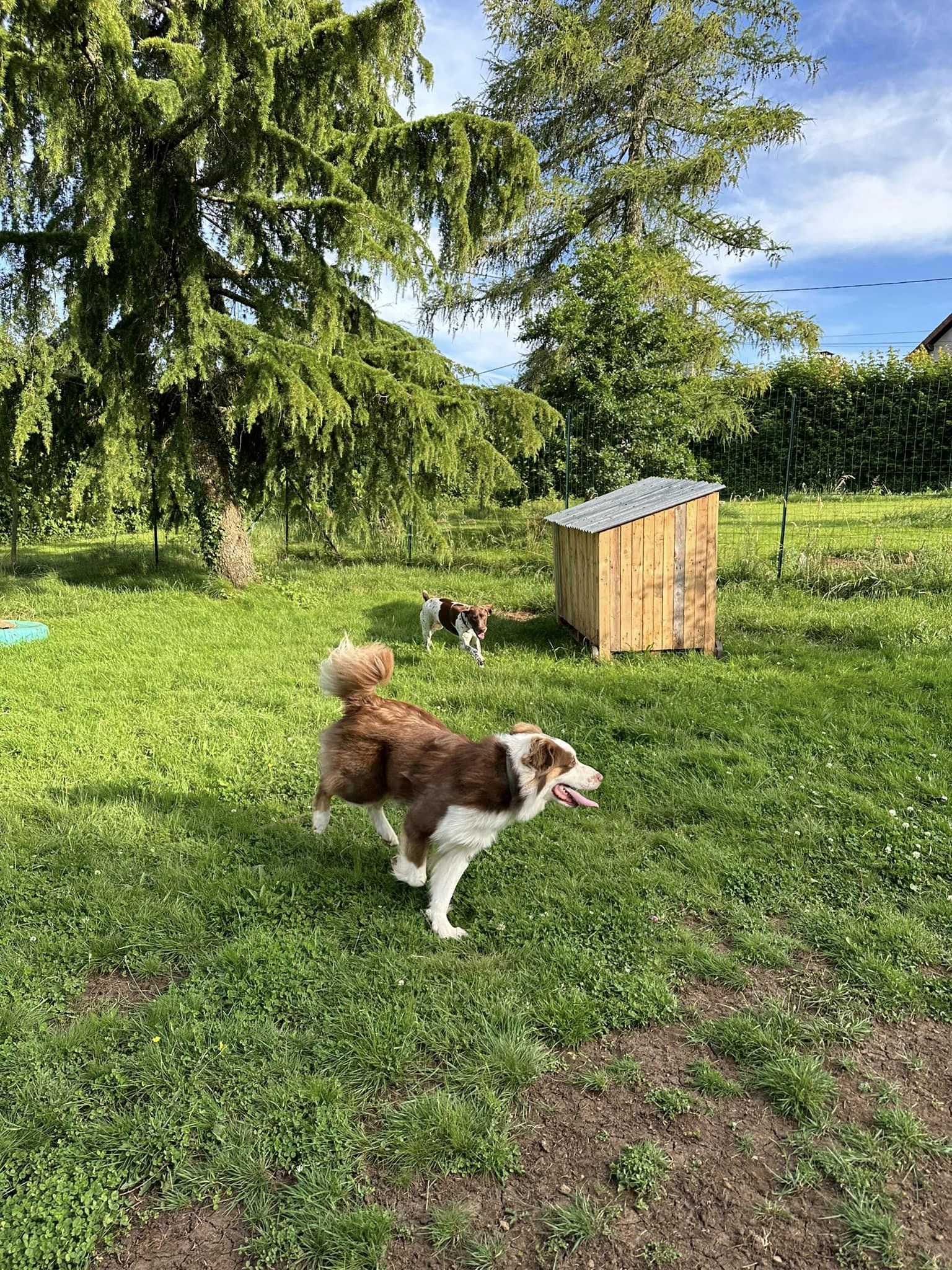 moment de jeux dans le parc de détente à L'OxKar - L'Oxygène des L'AsKar, pension canine à Cisternes-la-Forêt dans le Puy-de-Dôme.
