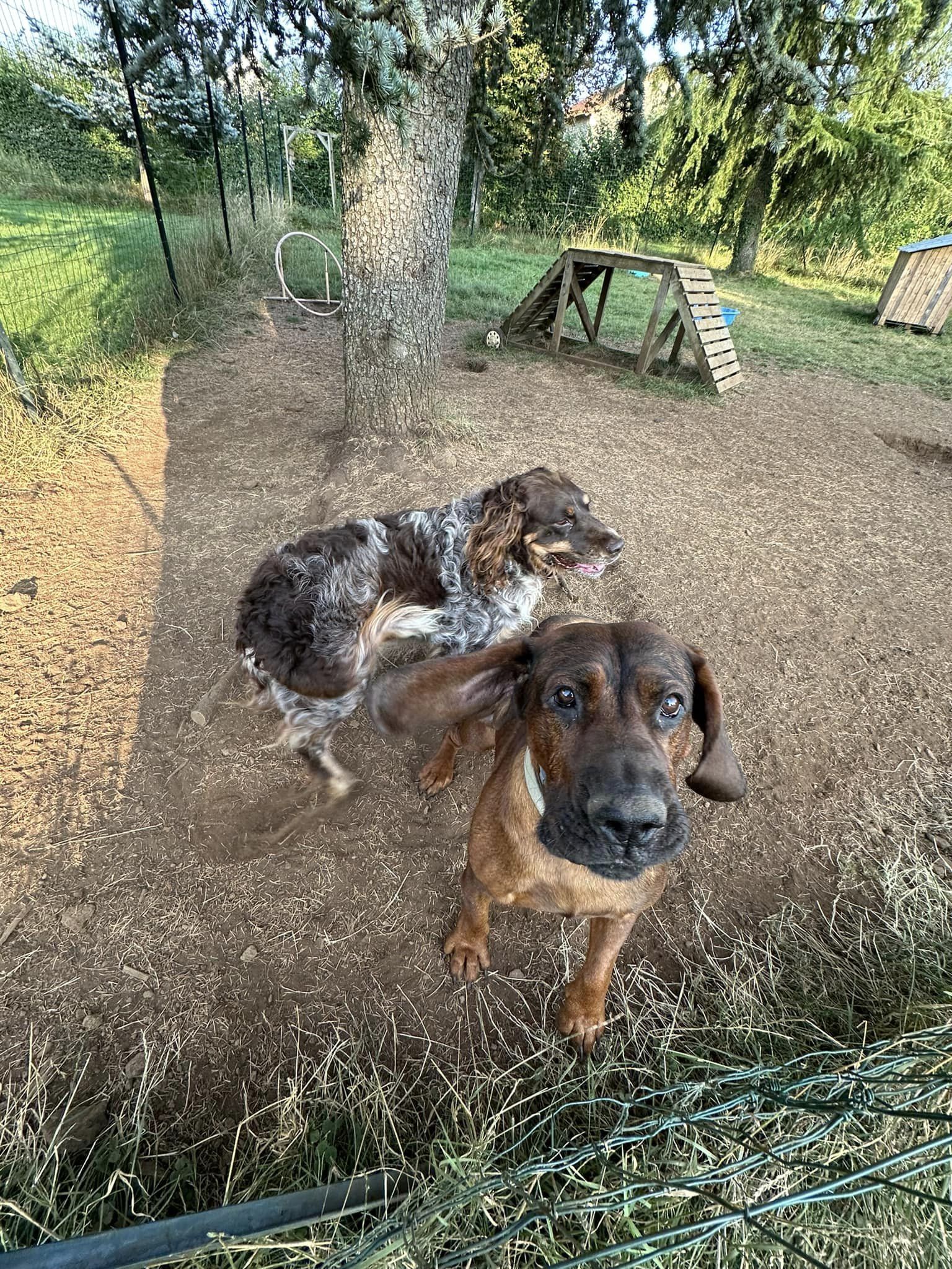 moment de jeux dans le parc de détente à L'OxKar - L'Oxygène des L'AsKar, pension canine à Cisternes-la-Forêt dans le Puy-de-Dôme.
