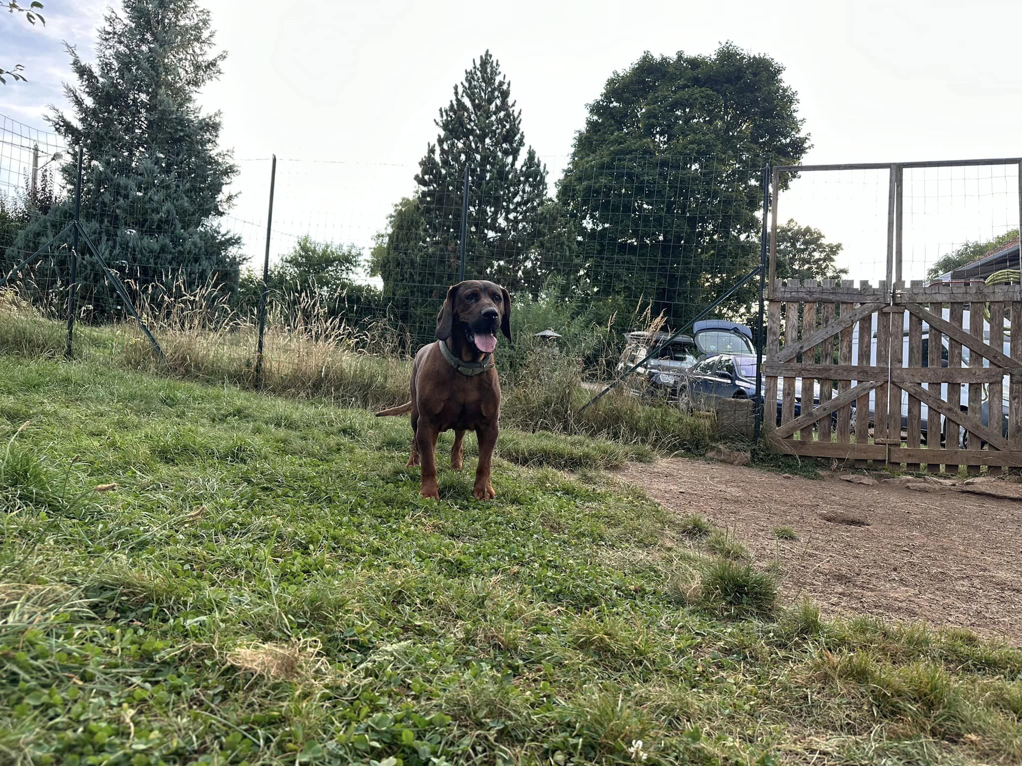 moment de jeux dans le parc de détente à L'OxKar - L'Oxygène des L'AsKar, pension canine à Cisternes-la-Forêt dans le Puy-de-Dôme.