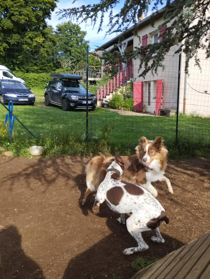 moment de jeux dans le parc de détente à L'OxKar - L'Oxygène des L'AsKar, pension canine à Cisternes-la-Forêt dans le Puy-de-Dôme.