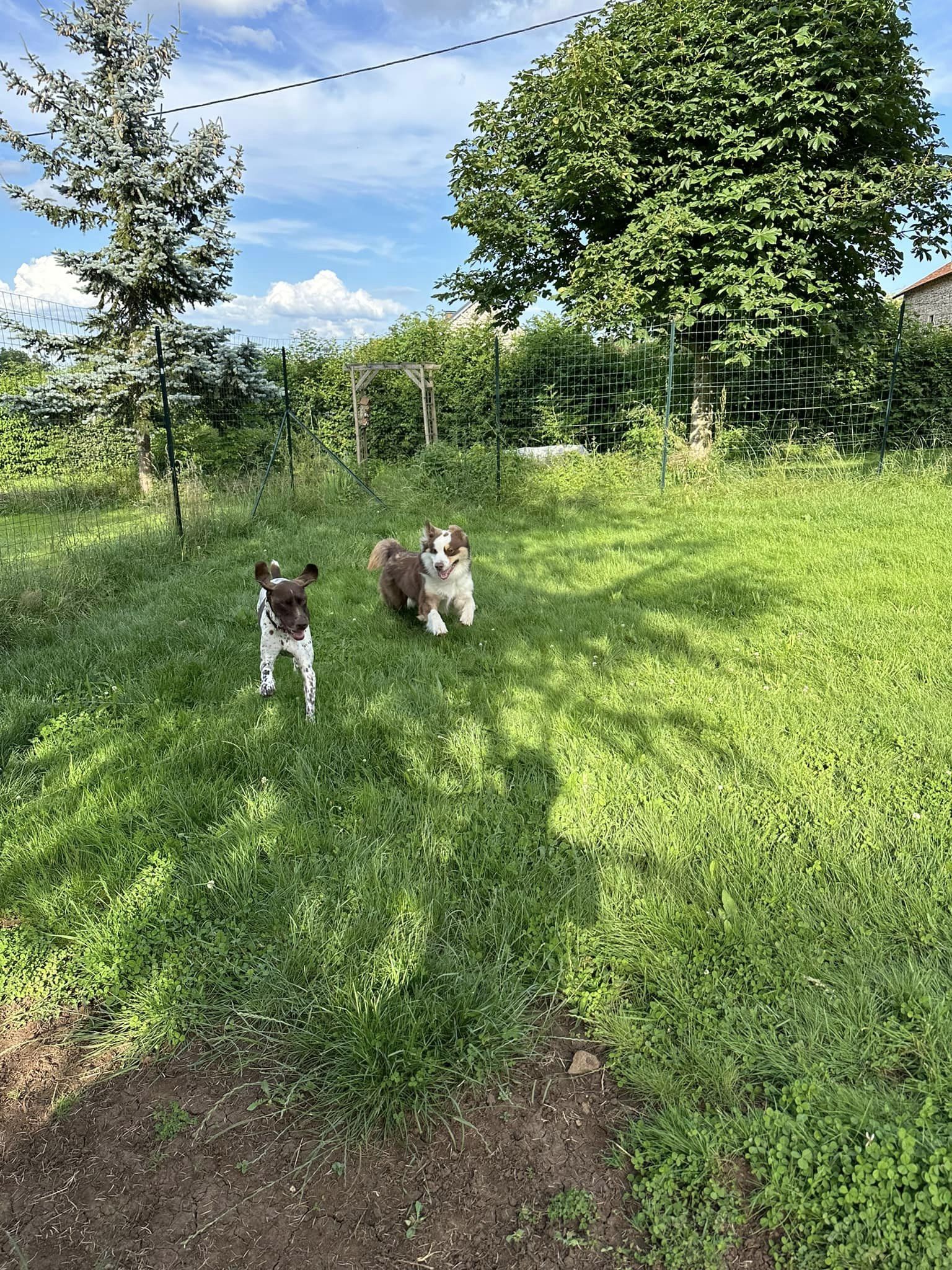 moment de jeux dans le parc de détente à L'OxKar - L'Oxygène des L'AsKar, pension canine à Cisternes-la-Forêt dans le Puy-de-Dôme.