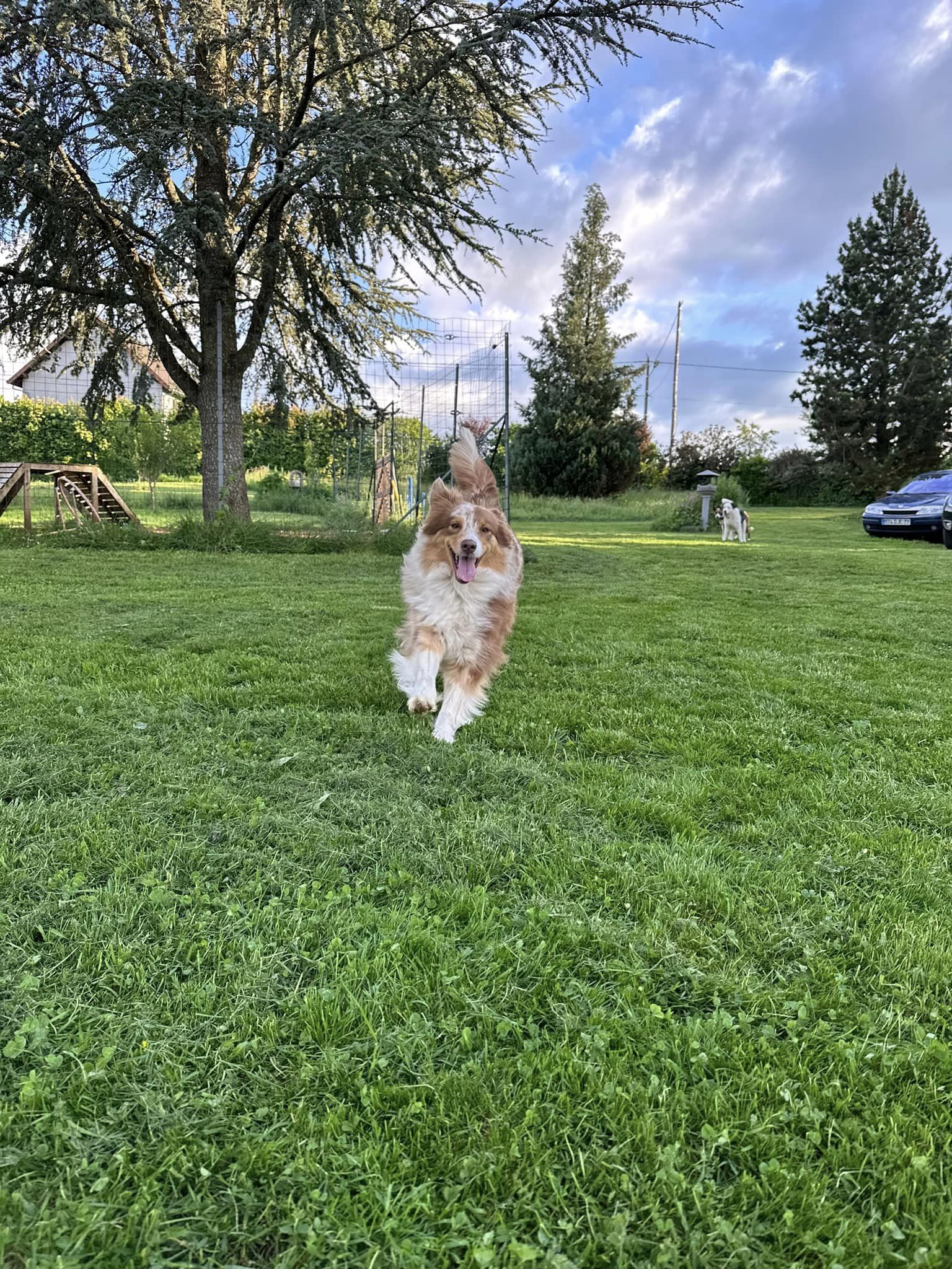 moment de jeux dans le parc de détente à L'OxKar - L'Oxygène des L'AsKar, pension canine à Cisternes-la-Forêt dans le Puy-de-Dôme.