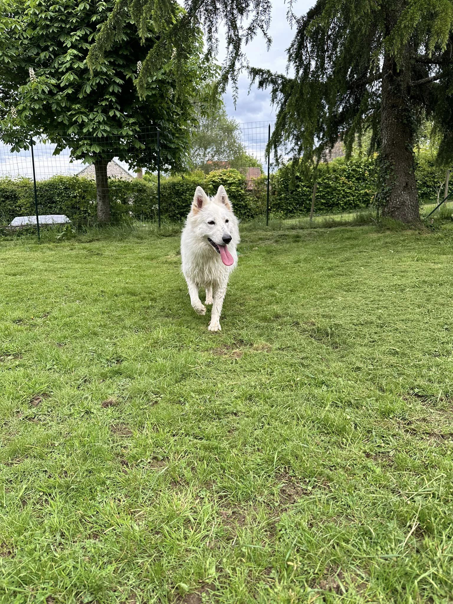 moment de jeux dans le parc de détente à L'OxKar - L'Oxygène des L'AsKar, pension canine à Cisternes-la-Forêt dans le Puy-de-Dôme.