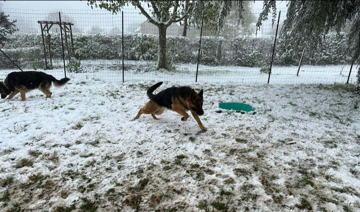 moment de jeux dans le parc de détente à L'OxKar - L'Oxygène des L'AsKar, pension canine à Cisternes-la-Forêt dans le Puy-de-Dôme.
