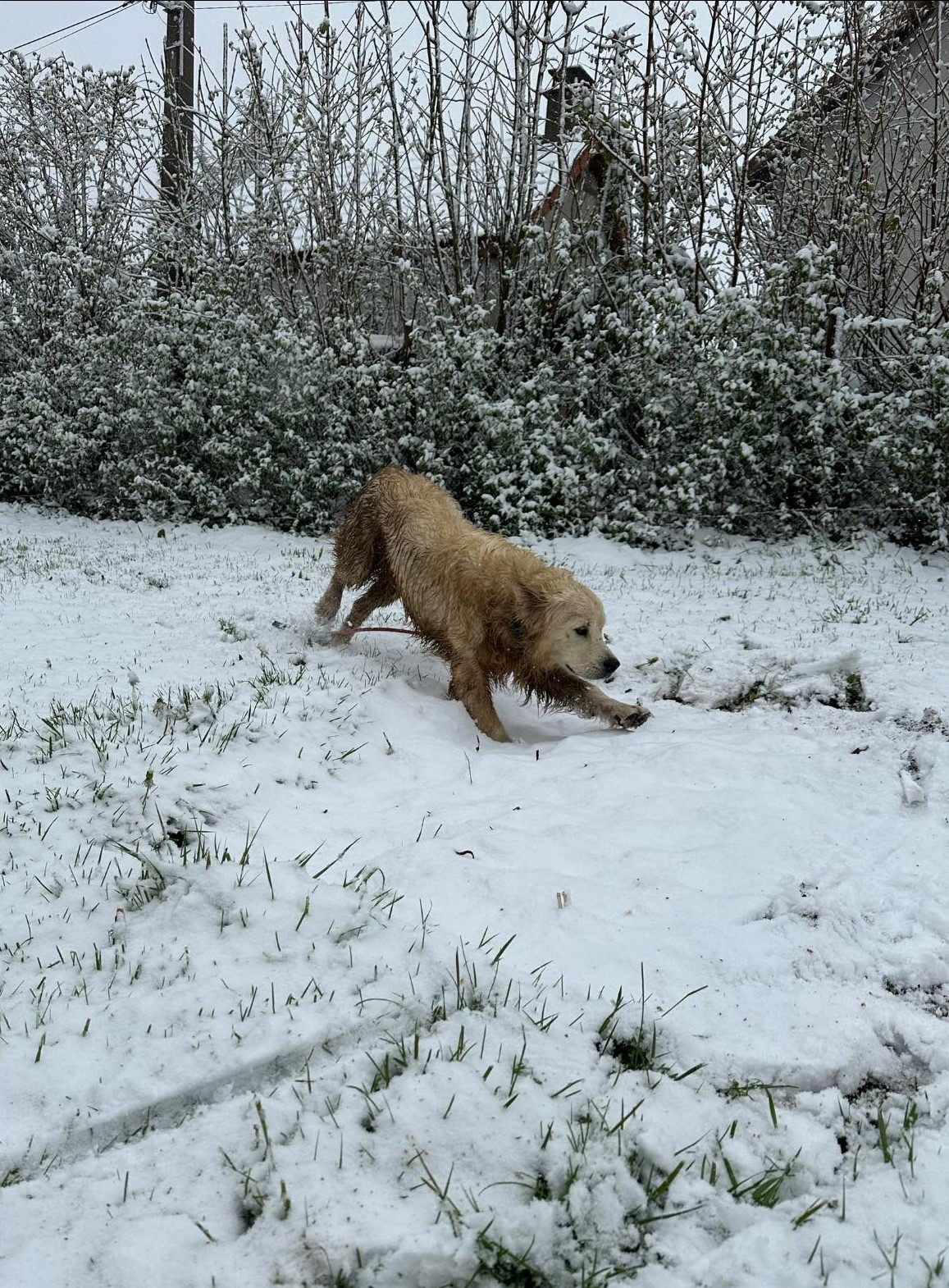 moment de jeux dans le parc de détente à L'OxKar - L'Oxygène des L'AsKar, pension canine à Cisternes-la-Forêt dans le Puy-de-Dôme.