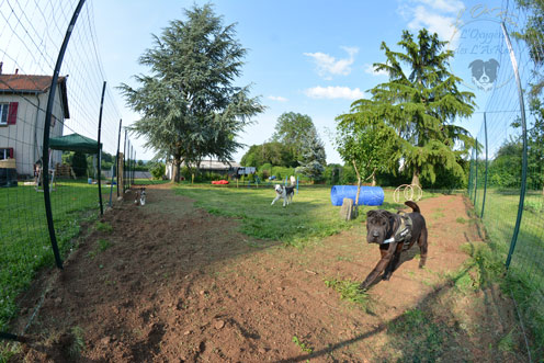 jeux_chiens_loxkar_detente