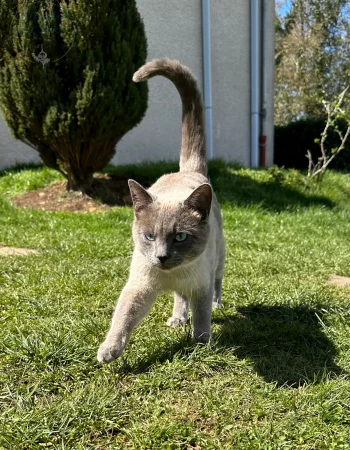 chat type siamois en balade dans le jardin de L'OxKar - L'Oxygène des L'AsKar, pension canine et élevage de Border Collie à Cisternes-la-Forêt