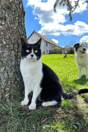 chat noir et blanc à L'OxKar - L'Oxygène des L'AsKar, pension canine et élevage de Border Collie à Cisternes-la-Forêt
