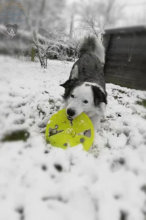 Chien border collie jouant avec un frisbee dans la neige