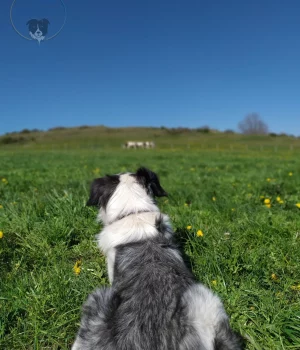 border_collie_bleu_merle_loxkar