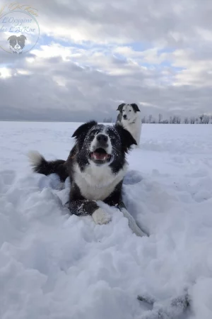 chiens dans l'attente pour jouer dans la neige dans les chemins de promenade de L'OxKar - L'Oxygène des L'AsKar, pension canine et élevage de Border Collie à Cisternes-la-Forêt
